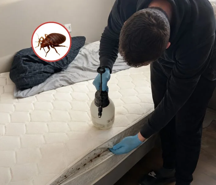 Technicien traitant un matelas contre les punaises de lit à Boissise-la-Bertrand